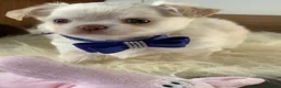 Chihuahua dogs for sale: 5* Licensed RKC Stunning Long Coat Chihuahuas - Advert 21