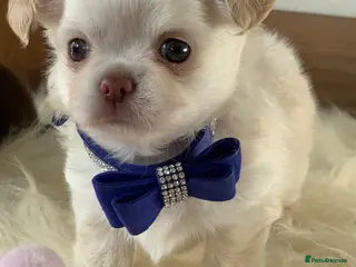 Chihuahua dogs 5* Licensed RKC Stunning Long Coat Chihuahuas - Advert 2