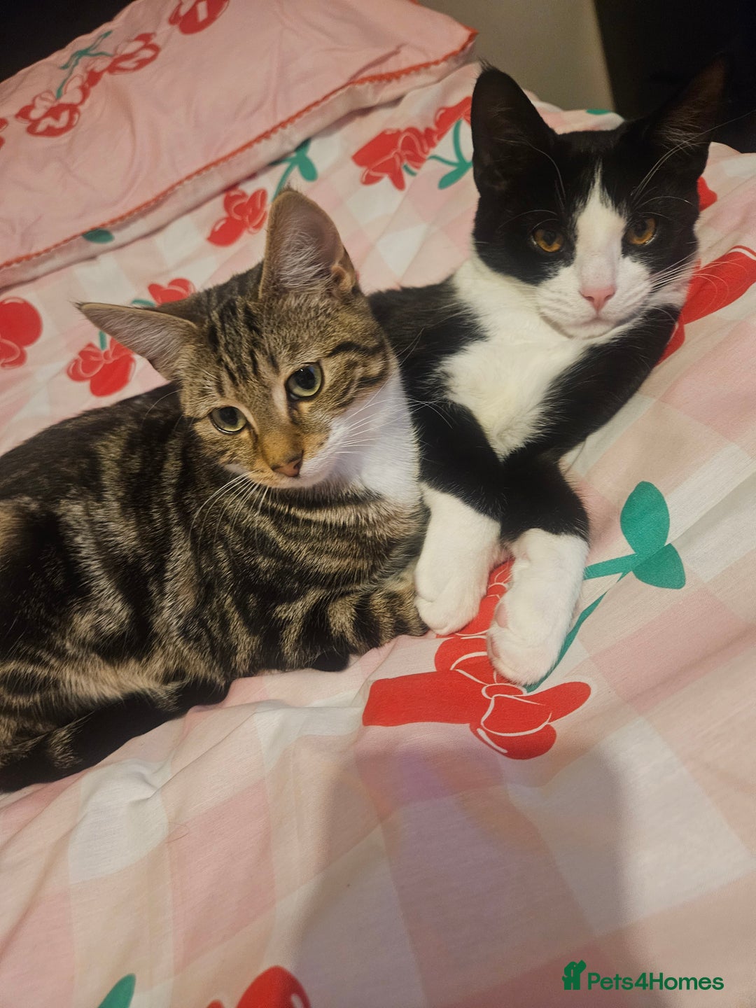 Mixed Breed cats for sale: 2 males kittens. - Advert 1