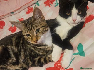 Mixed Breed cats 2 males kittens. - Advert 1