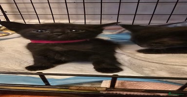 Siamese cats - Advert 2