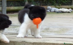 Akita dogs for sale: Quality Akita Babies (& KC Registered) - Image 20