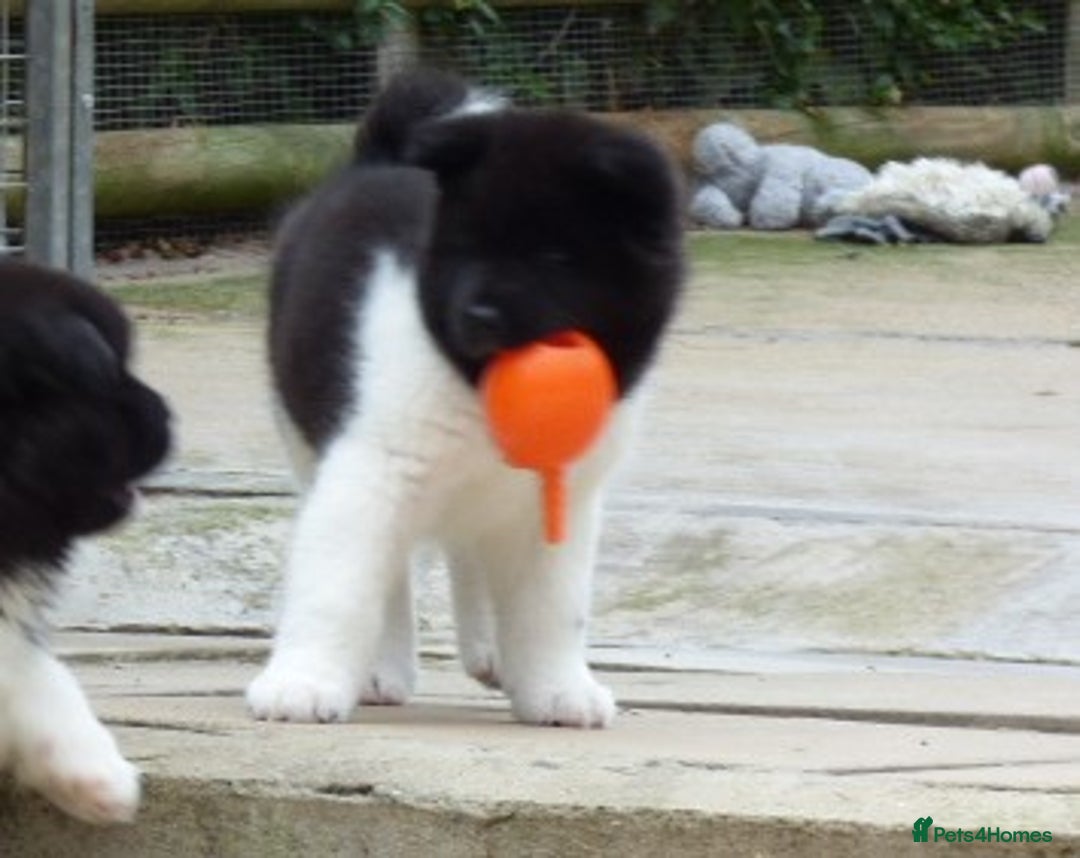Akita dogs for sale: Quality Akita Babies (& KC Registered) - Image 20