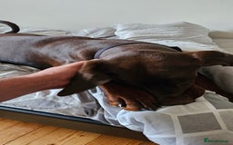 Dobermann dogs for sale: 10 month old Doberman female - Image 2