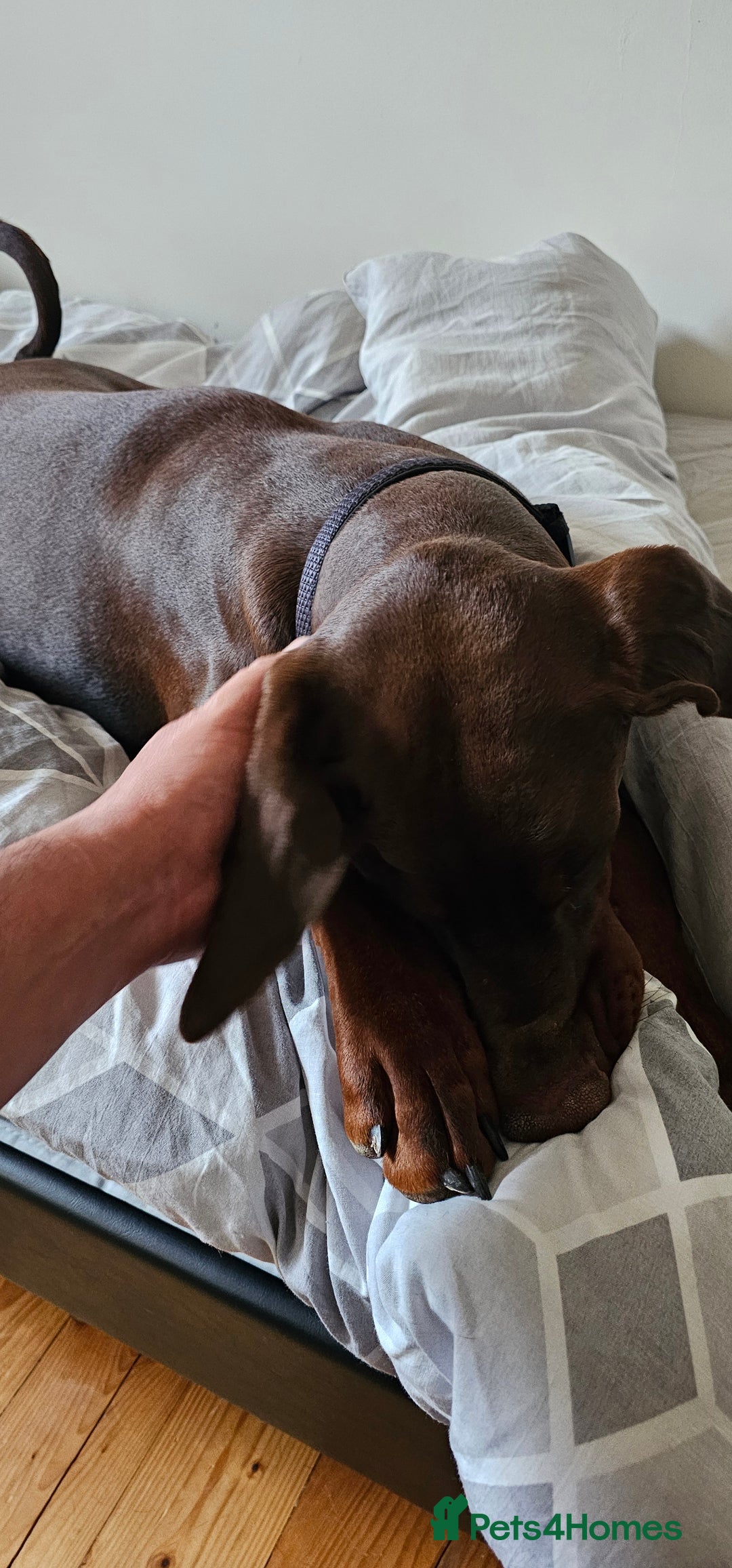 Dobermann dogs for sale: 10 month old Doberman female - Image 2