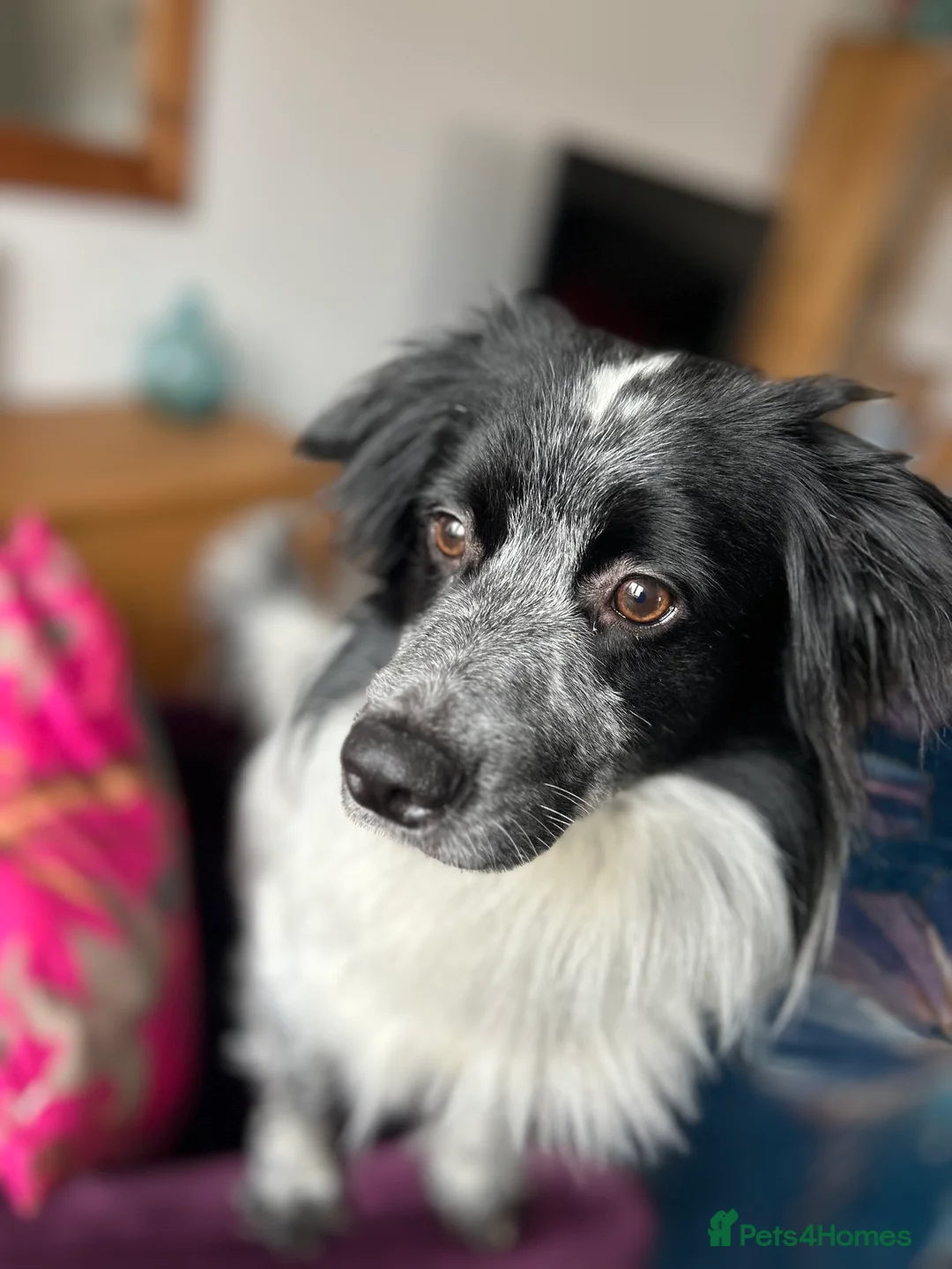 Mixed Breed dogs for sale: Most saddest rehome 😞 - Advert 1