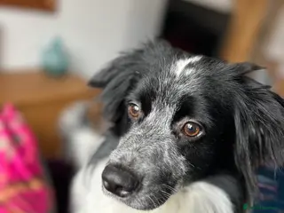 Mixed Breed dogs Most saddest rehome 😞 - Advert 2