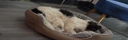 Mixed Breed dogs for adoption: Meet Cassius, currently residing in West Sussex in Worthing - Advert 5