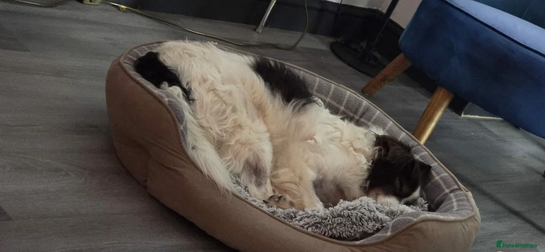 Mixed Breed dogs for adoption: Meet Cassius, currently residing in West Sussex in Worthing - Advert 5