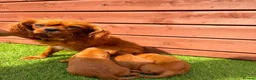 Cavalier King Charles Spaniel dogs for sale: Cavalier King Charles - Advert 7