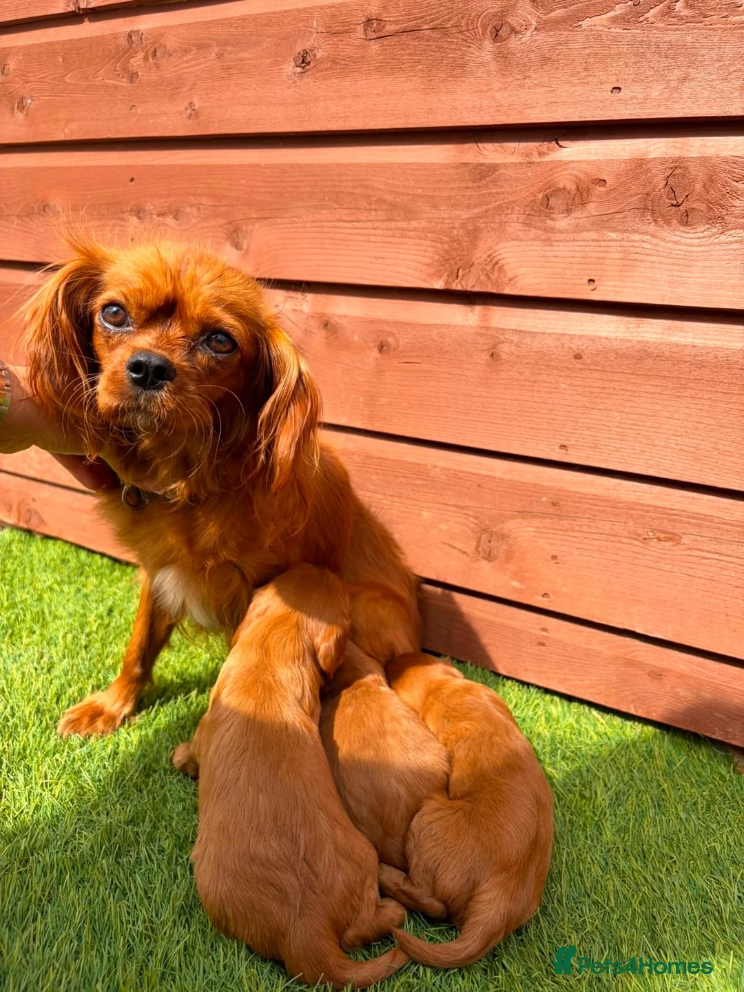 Cavalier King Charles Spaniel dogs for sale: Cavalier King Charles - Advert 7
