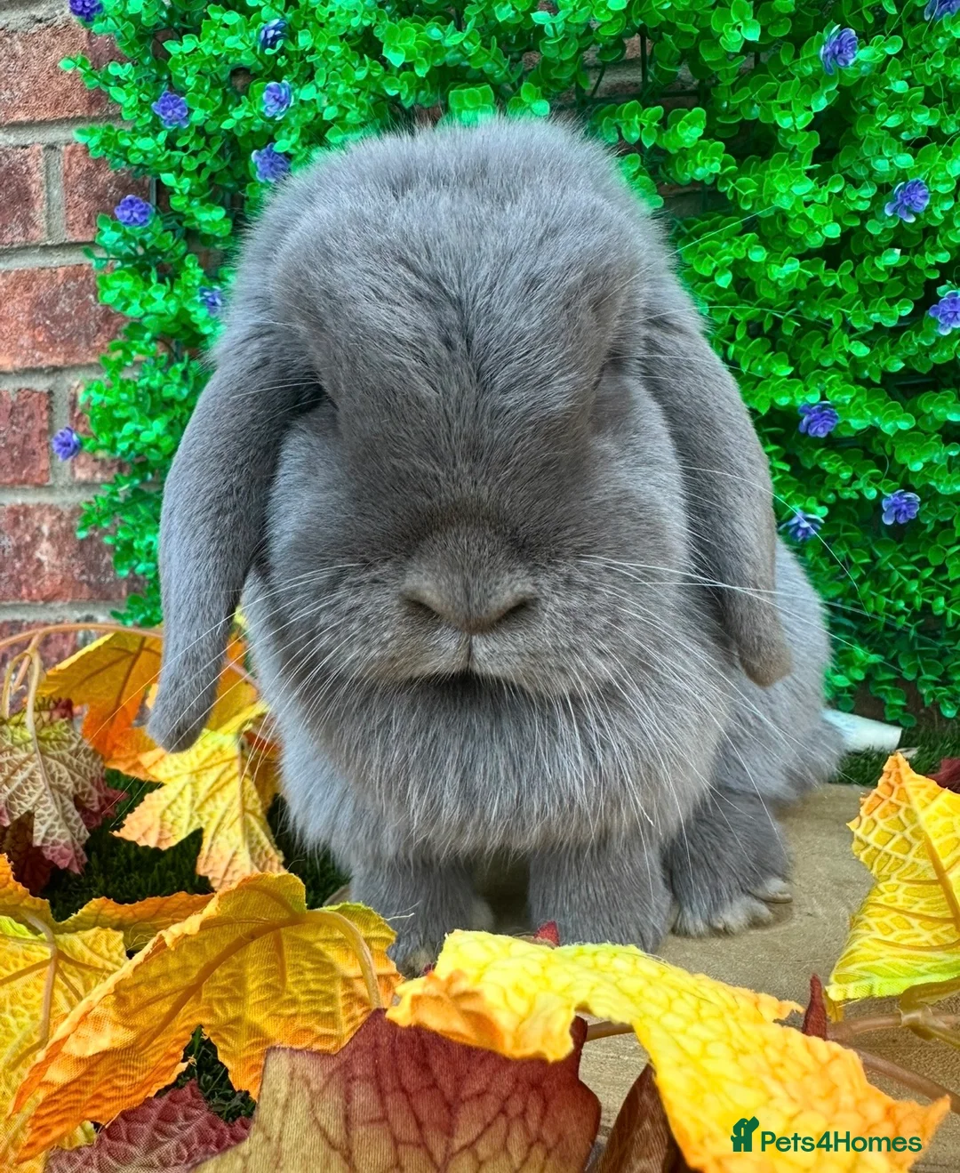 Mini Lop rabbits for sale: Mini Lop Girls Looking for Forever Homes 💛 - Advert 1