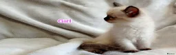 Ragdoll cats for sale: Beautiful Ragdoll Kittens Looking for Loving Homes - Advert 3