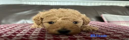 Toy Poodle dogs for sale: Gorgeous Toy Poodle Looking for Their Forever Home - Advert 30