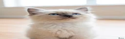 Ragdoll cats for sale: Purebred Ragdoll Kittens, Ready to Go - Advert 28