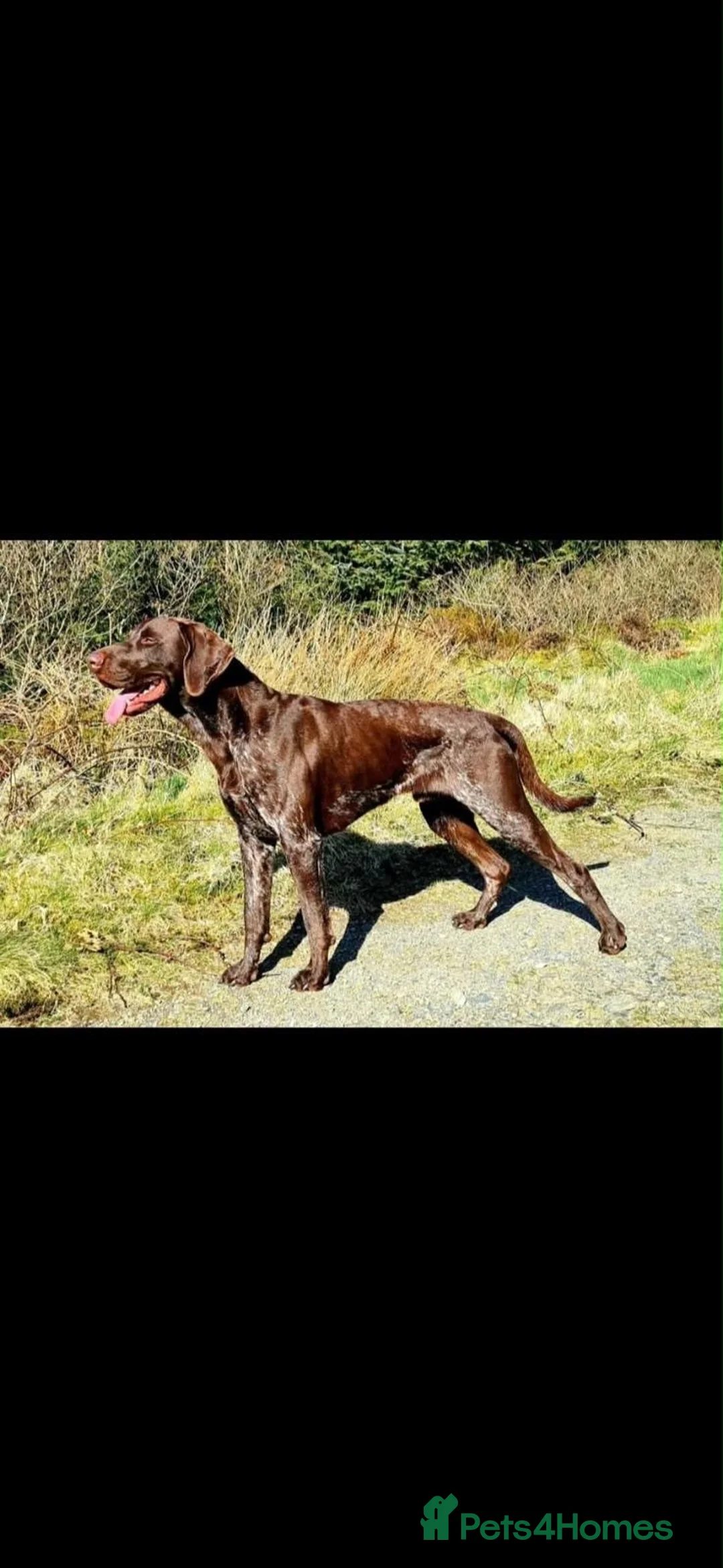 German Shorthaired Pointer dogs for sale: Bronson  - Advert 1