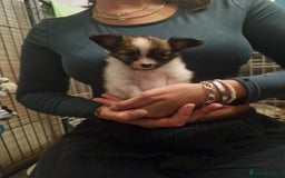 Papillon dogs for sale: KC Papillon. DNA health tested parents - Image 17
