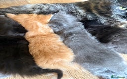 Mixed Breed cats for sale: Delightful Rag-doll Mixed Breed Kittens READY NOW! - Image 22