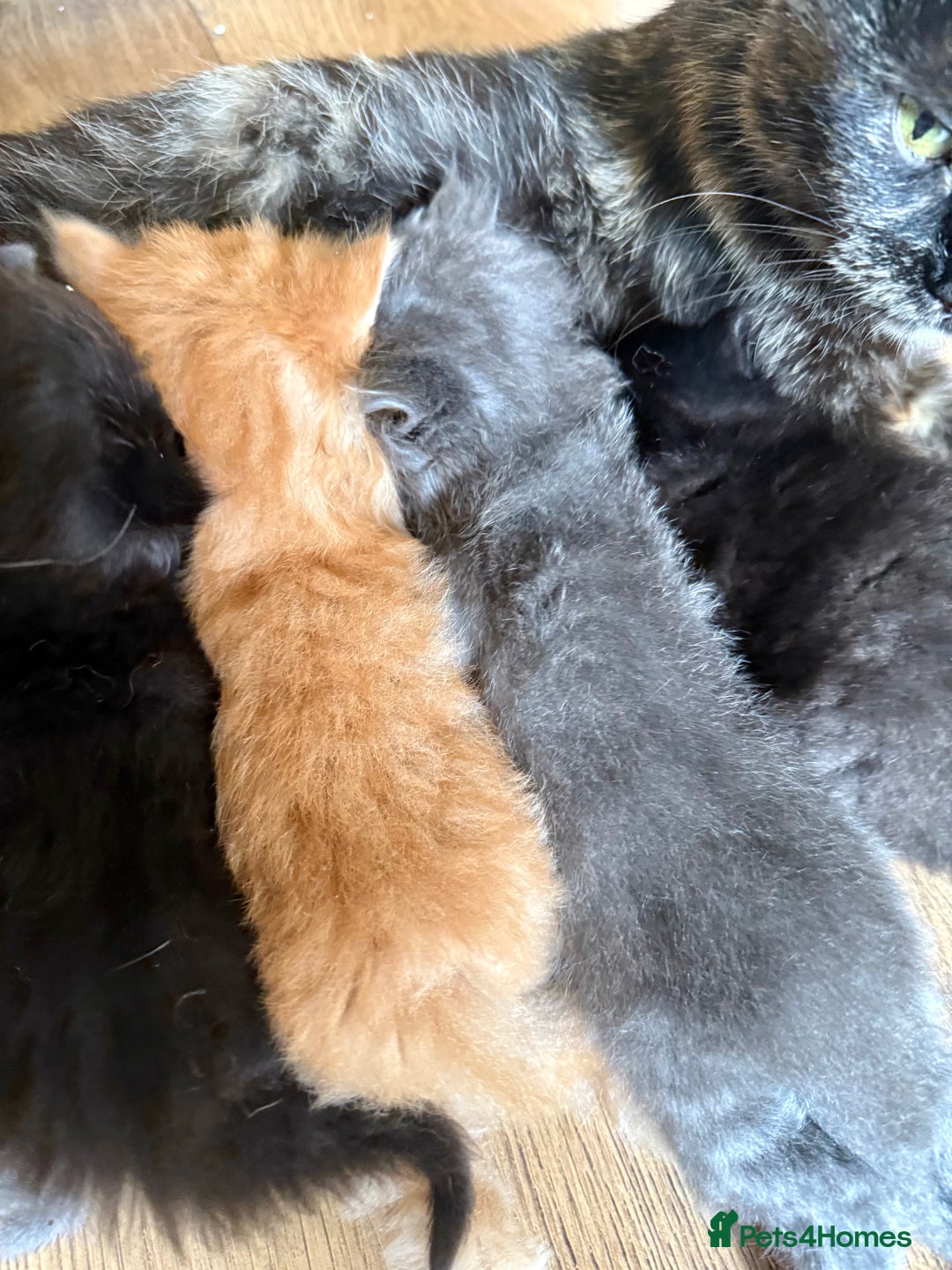 Mixed Breed cats for sale: Delightful Rag-doll Mixed Breed Kittens READY NOW! - Image 22