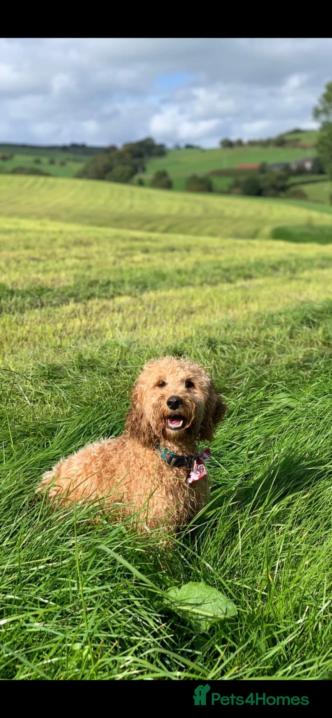 Cockapoo dogs for sale: Rosie 🐾 🩷 - Advert 1