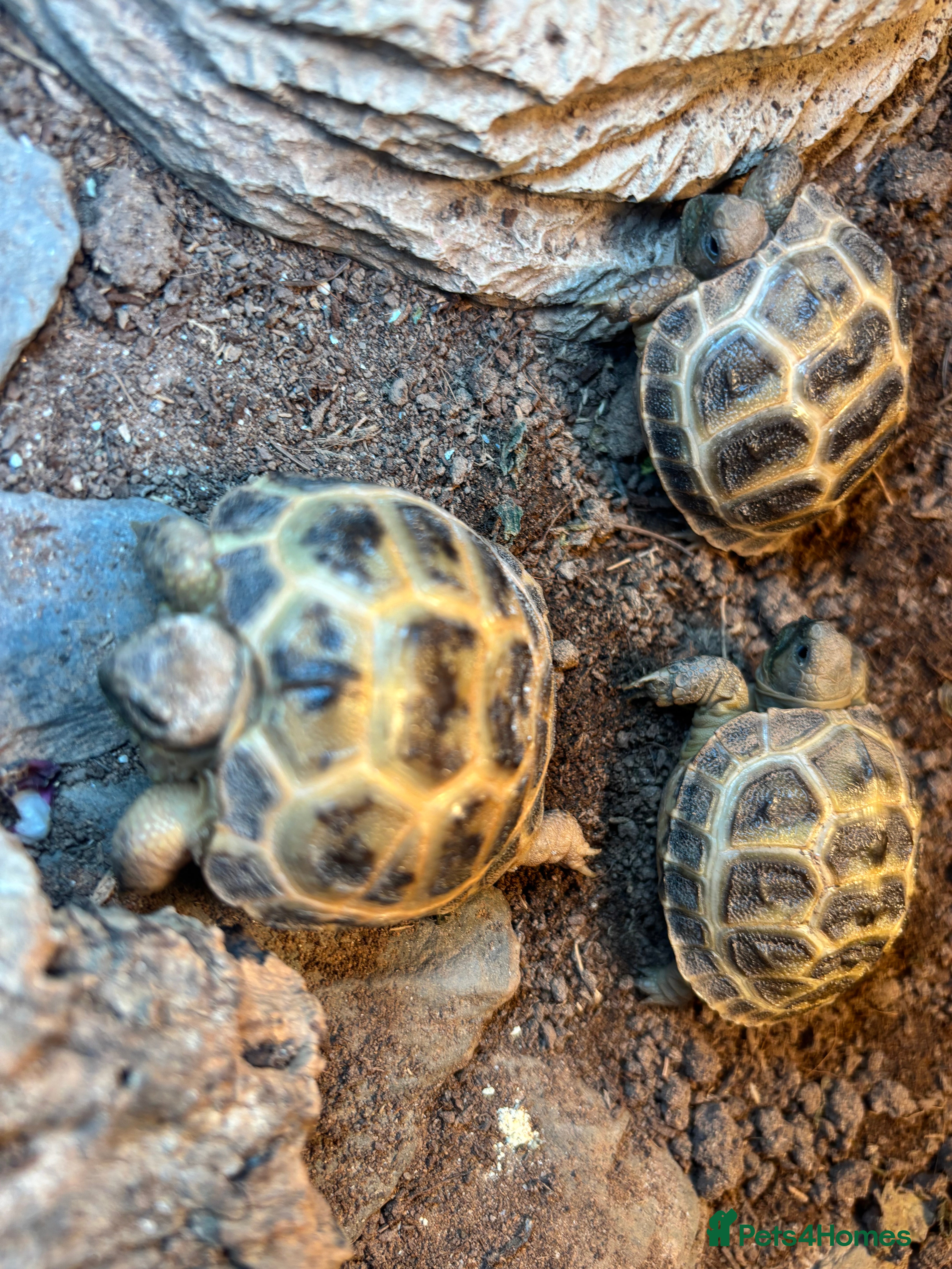 Tortoise reptiles Two unsexed cb25 horsefields tortoise  in Wolverhampton - Advert 6