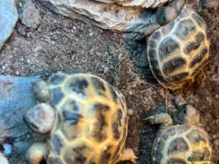 Tortoise reptiles Two unsexed cb25 horsefields tortoise in Wolverhampton - Advert 6