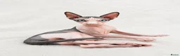 Sphynx cats for sale: Amazing blue eye boy TICA and GCCF, DBE program - Advert 16