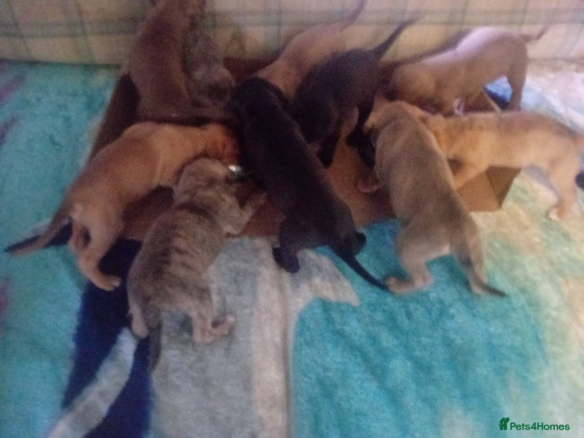 Mixed Breed dogs Cross breed American bulldog staff x trasylvizla - Advert 2