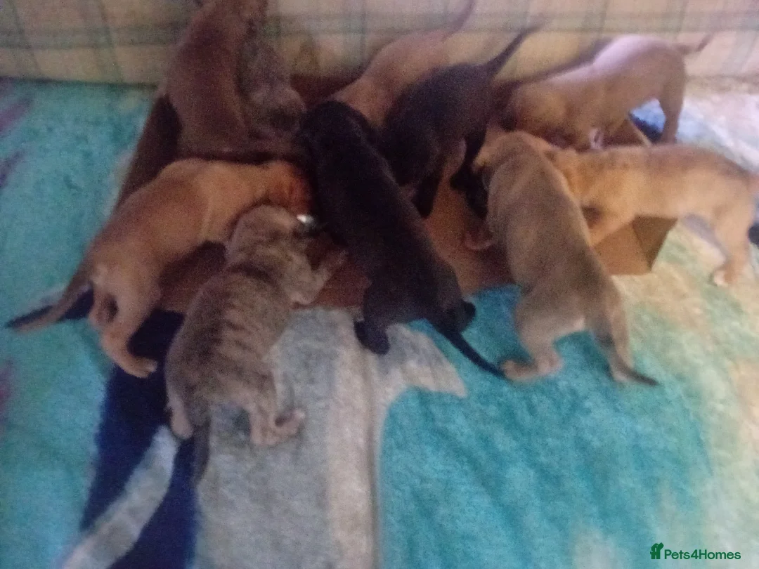 Mixed Breed dogs for sale: Cross breed American bulldog staff x trasylvizla - Advert 2