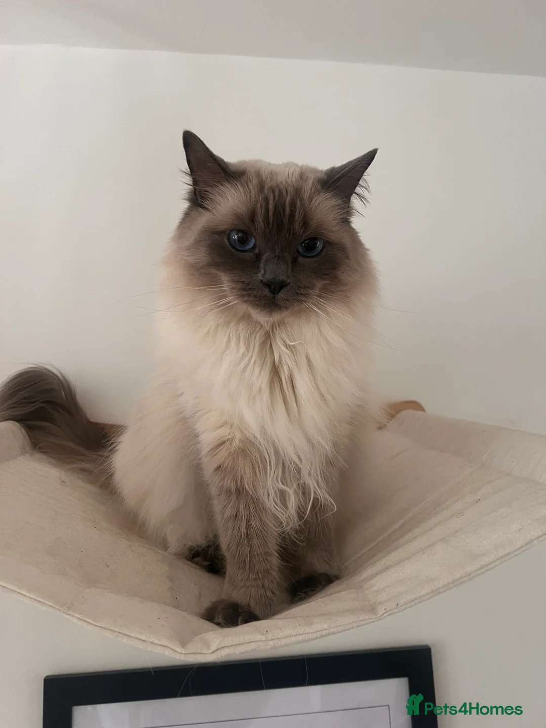 Ragdoll cats for sale: Blue point Ragdoll kittens  - Advert 3