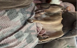 Mixed Breed dogs for sale: Pocket bully - Image 3
