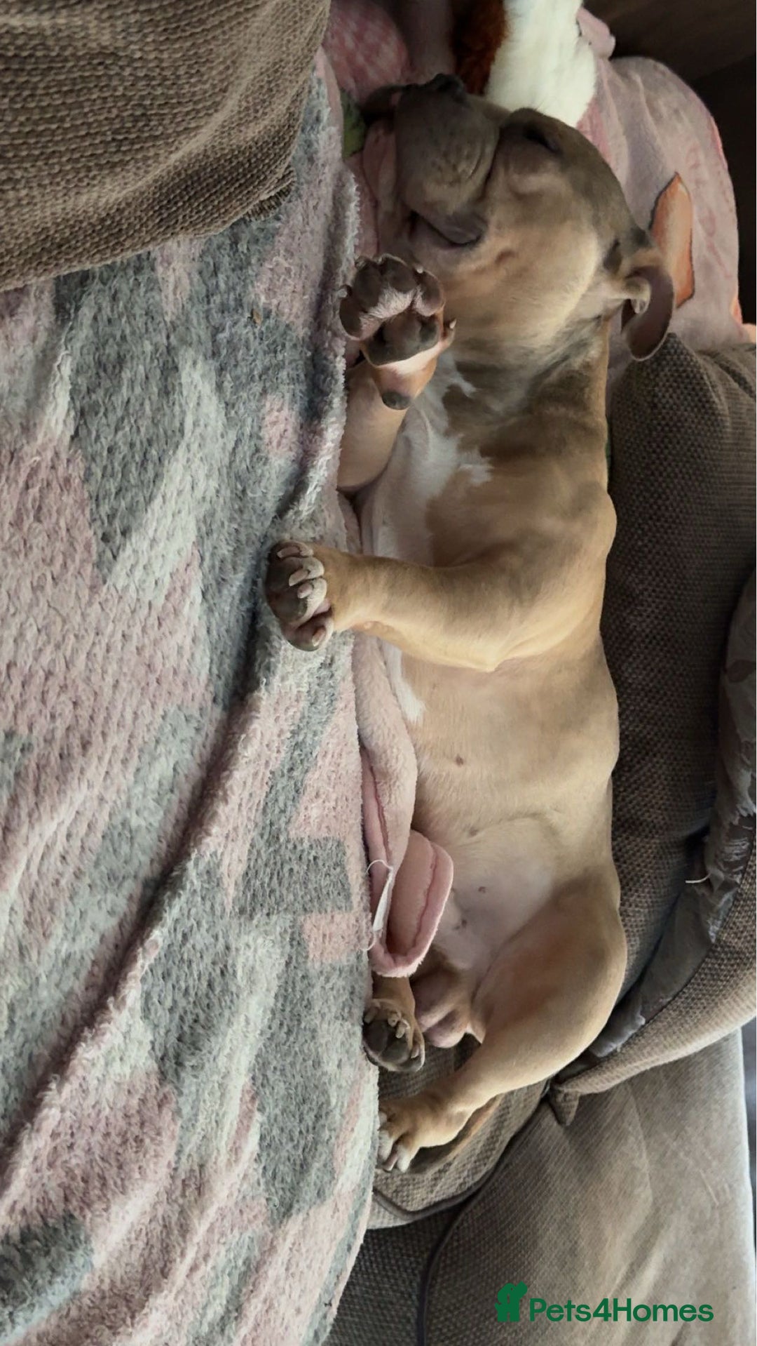 Mixed Breed dogs for sale: Pocket bully - Image 3