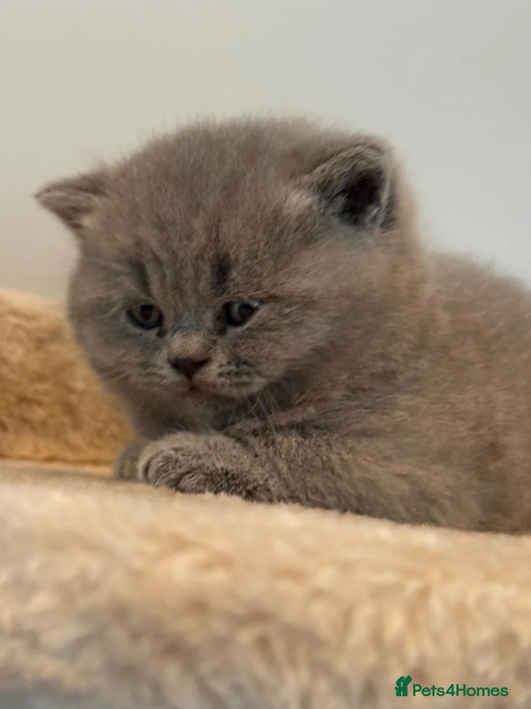 British Shorthair cats for sale: Supreme quality British Shorthair kittens - Advert 15