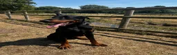 Dobermann dogs for sale: Beautiful Rescue Boy  - Advert 4