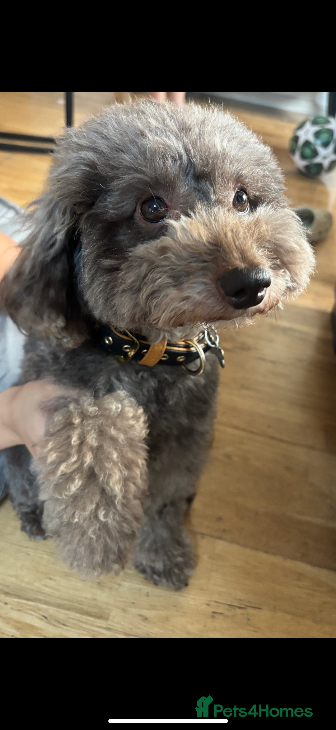 Miniature Poodle dogs for stud: Brown Miniature poodle  - Advert 4