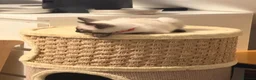 Ragamese cats for sale: Beautiful Ragamese kittens - Advert 15