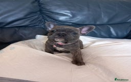 French Bulldog dogs for sale: French bulldog pups  - Image 4