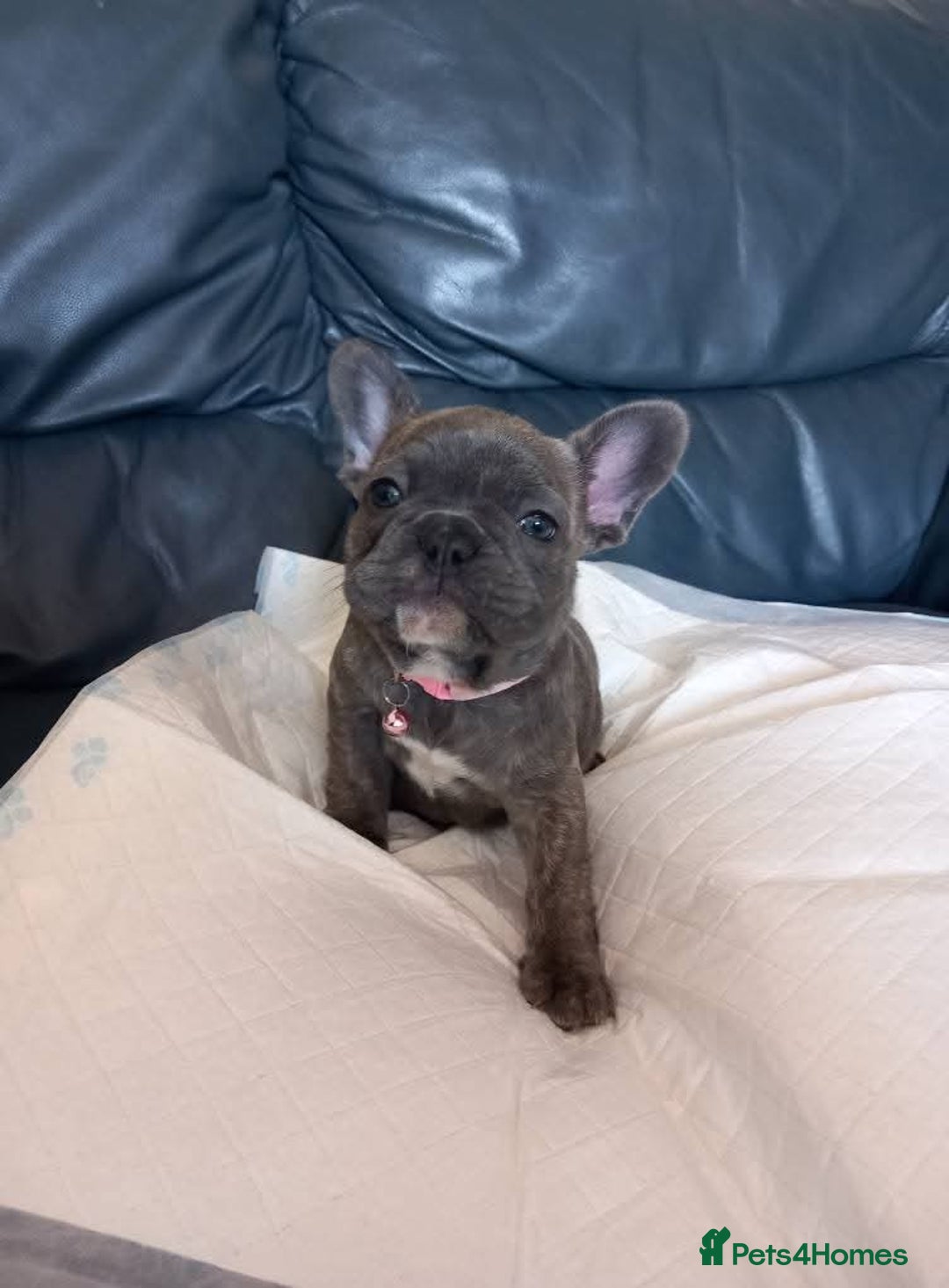 French Bulldog dogs for sale: French bulldog pups  - Image 4