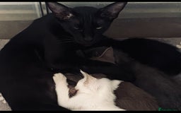 Oriental cats for sale: Oriental kitten - Image 27
