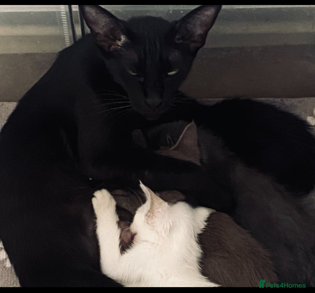 Oriental cats for sale: Oriental kitten - Image 27