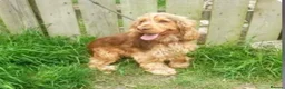Cockapoo dogs for sale: Beautiful F1 Cockapoo Puppies  - Advert 6