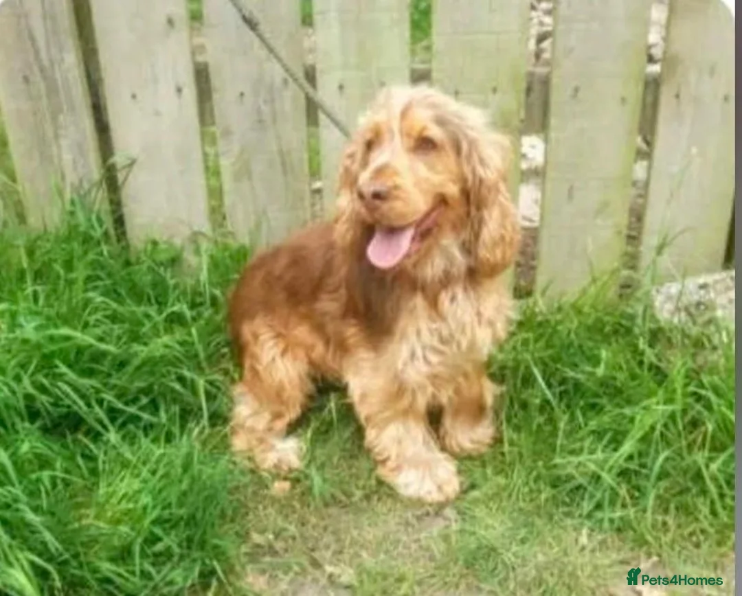 Cockapoo dogs for sale: Beautiful F1 Cockapoo Puppies  - Advert 6