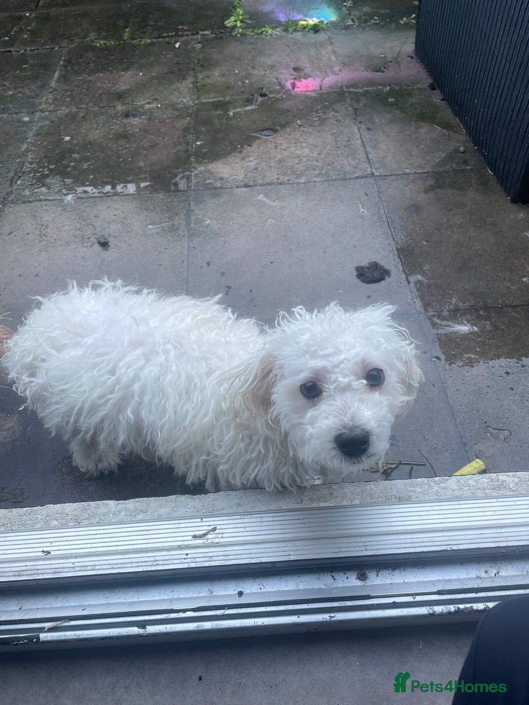 Mixed Breed dogs for sale: Remi  - Advert 3