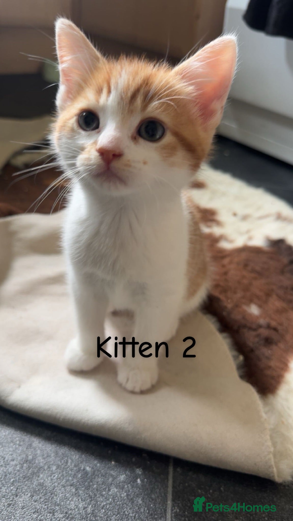 Mixed Breed cats Kittens looking for their forever homes - Advert 2