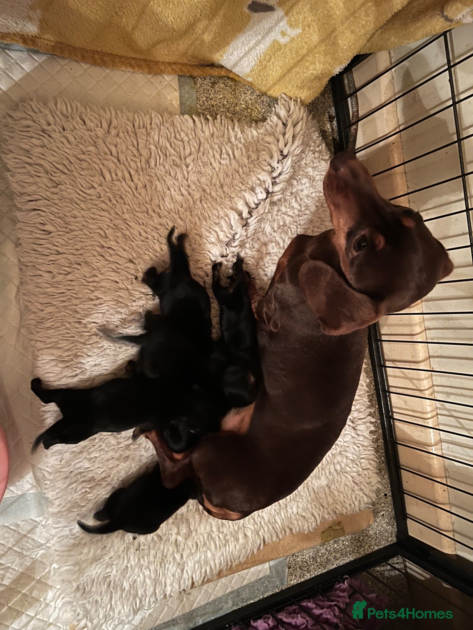 Miniature Dachshund dogs KC MINI DACHSHUND BLACK TAN GIRLS - Advert 1