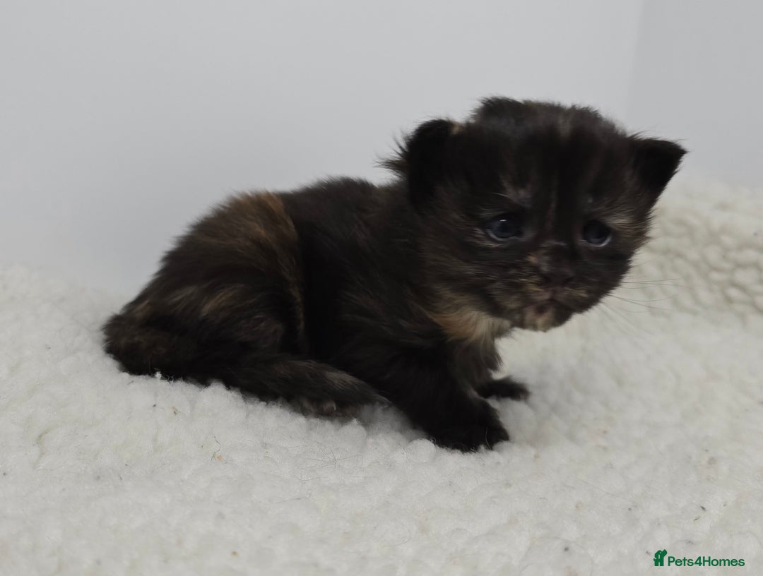 Maine Coon cats for sale: Maine Coon Kittens LARGE Blue/Black Tortie/Tabby - Advert 16