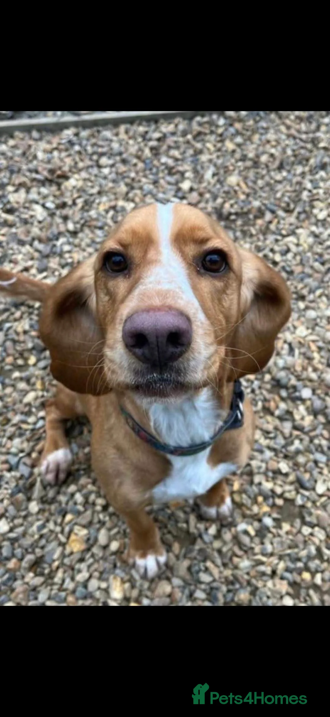 Bocker dogs for sale: Alan the Bocker - Advert 2