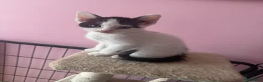 Mixed Breed Kitten 4