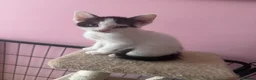 Mixed Breed cats for sale: Half Devon Rex Kittens - Advert 4