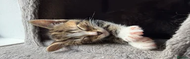 DSH Tabby (Male)